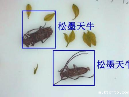 物联网天牛智能监测系统图片2 物联网天牛智能监测系统图片2