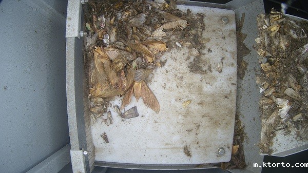 茶园智能虫情测报灯图片2