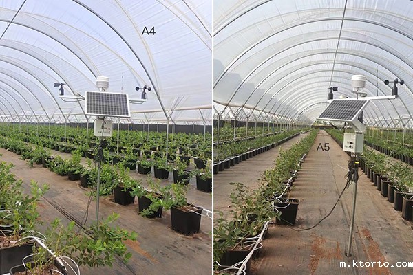 设施蓝莓园智能监测设备图片1 设施蓝莓园智能监测设备图片1