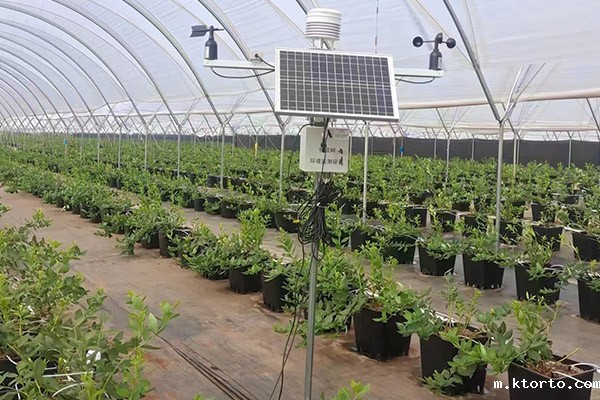 设施蓝莓园智能监测设备图片2 设施蓝莓园智能监测设备图片2